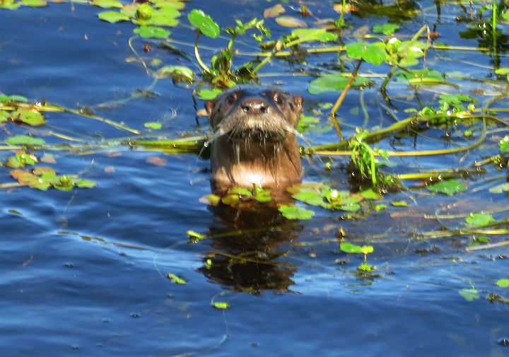 Otter